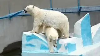 Чтобы медвежата не подрались, мама Герда прыгнула в воду, а дочки  за ней.