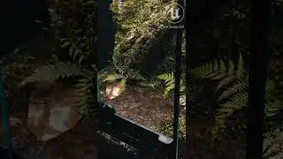 This moss terrarium is running in UNREAL ENGINE 5! 