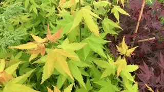 HOT BLONDE JAPANESE MAPLE
