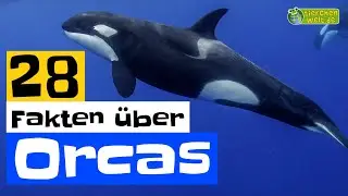 28 Steckbrief-Fakten über Orcas - Doku-Wissen über Tiere - für Kinder