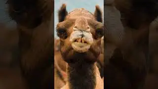 DESI BAAALAK 🔥♥️ 