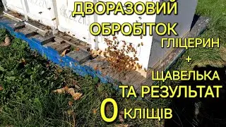 Дворазовий обробіток гліцерин + щавелька та результат 0 кліщів #бджільництвов6тирамвуликах