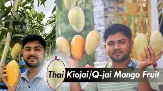 1KG Jambo Kiojai Mango Fruit Original Color and Test || @AppleBerNursery