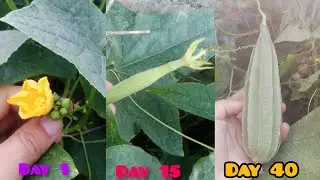 Luffa Vegetable Timelapse | Harvesting