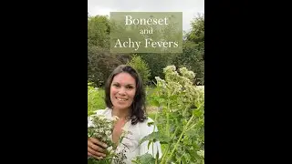 Boneset for Fevers from the Ivywood Garden
