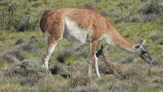 GUANACOS: NUEVA GENERACIÓN DE CHULENGOS