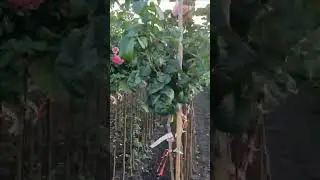 Штамбы зацвели. 