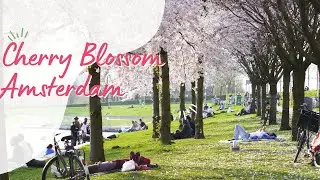 Cherry Blossom and Wonderful Magnolias in Westerpark, Amsterdam -- 4K