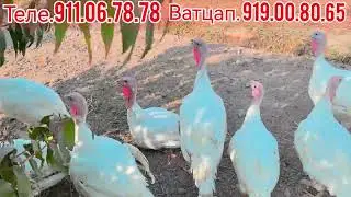 Нарха арзон кадем хиндукхои бик 6 бо нархи дастрас теле. 919.00.80.65
