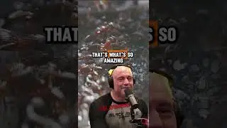 Army Ants Build Bridge to Invade Wasp Nest - Joe Rogan and Forrest Galante React 