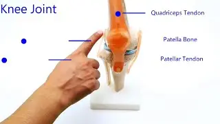 Knee joint - Introduction