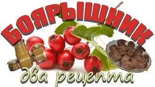 БОЯРЫШНИК. Два рецепта из боярышника.