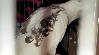 Cockatiel Mating Call | Gohan and Videl mating call lutino pearl and cs pearl