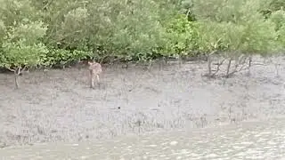 Deer in Sundarban