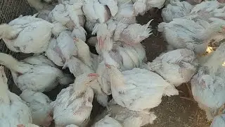 Tovuq bozori narxlari Namangan Mingbuloq Jamashu paranda bozori