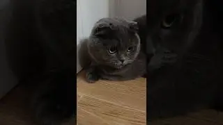 Хатка 😂 #catsofyoutube #смішнівідео #scottishfold
