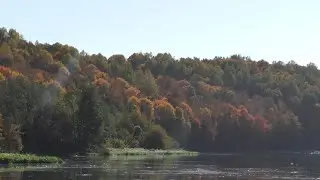 Karališkos žuvies paieška(