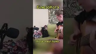 #блюзокот