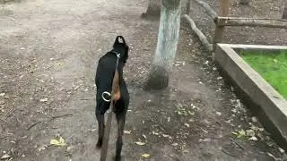 Ловим сбежавшего кролика неудачно