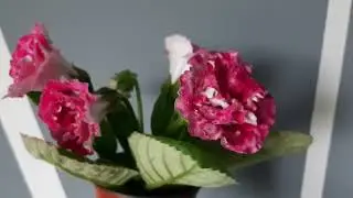 Глоксиния АК-Мэллори