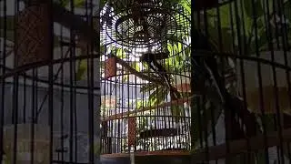 Suara burung kacer super keras kali