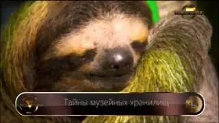 Тайны музейных хранилищ