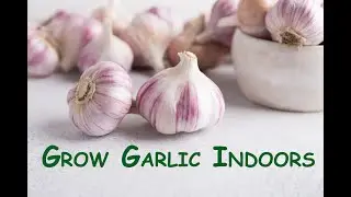 Growing garlic Indoors | Best way to grow garlic in your own pots | organic gardening at home