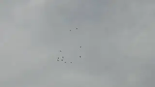 полёт типплеров 25 06 2023г