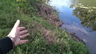 Пляж в Донском. Мичуринск