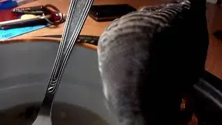 Попугай ест суп / parrot eat soup
