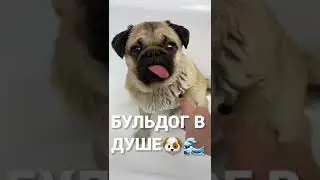 Милые Собачки :) 