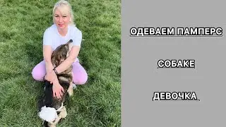 Как выбрать и одеть памперс собаке (даме). #приют #cat #животные #собака
