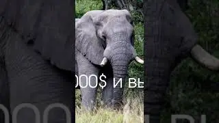 Идеальный отдых для любителей животных. Большая африканская пятерка. Сафари в Танзании #shorts