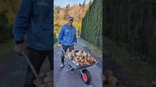 Beautiful mushrooms from Eastern Europe 