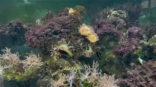 Еще один аквариум на моем пути… Море-мое )
