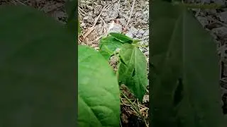 Subji Bagan #shorts #viral #shortvideo