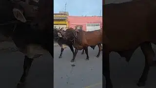 os carreiro já tão indo para o encontro dos carreiro no parque da exposição