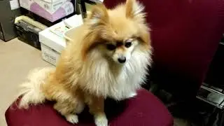 Cute Dogs - My New Friends