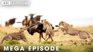 WILD AFRICA : When Lion Attack (MEGA EPISODE) | Nature Animal Documentary