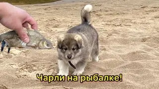 Рыбалка!! Новый друг!! ЧАРЛИК!
