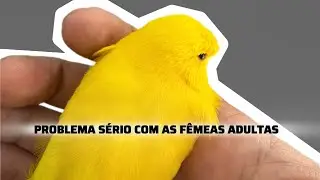 PROBLEMA SÉRIO COM AS CANÁRIAS