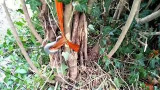 Remove hegdes using an engine hoist(1)