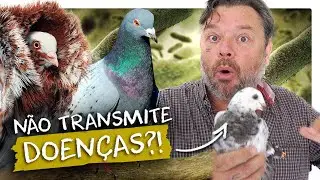 Do pigeons carry diseases or can they be pets?! | Richard Rasmussen