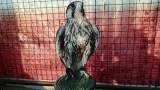 Adult Female Laggar Falcon 2024 - October 13, 2024