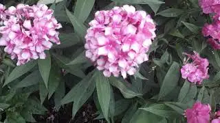 #phlox