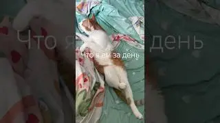 Тгк КрисКрайс🕊️ #дневникпитания #чтояем #питание #рационпитания #чтояемзадень #подсчеткалорий
