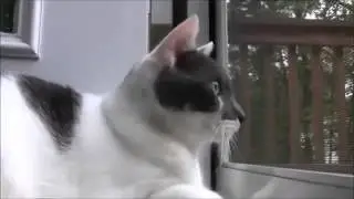 Военный кот