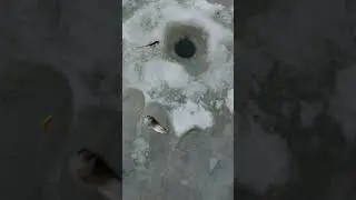Ловись рыбка большая и велика