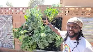 Raising a healthy garden in the desert heat. How we won, in the desert sun #garden #gardening