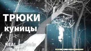 Куница и её ТРЮКИ (Martens) / REAL animals
